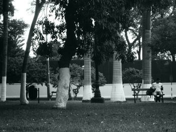 Trees in park