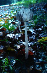 Close-up of stream against plants