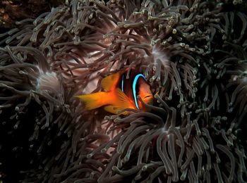 Fish swimming in sea