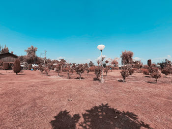 Trees on desert against blue sky