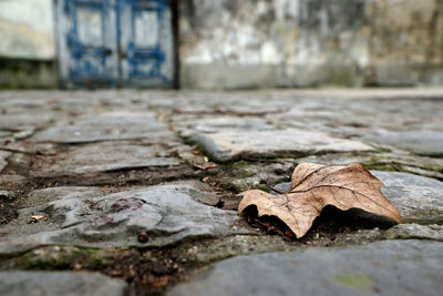 Close-up of fallen autumn leaf