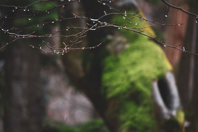 Close-up of wet spider web on plant