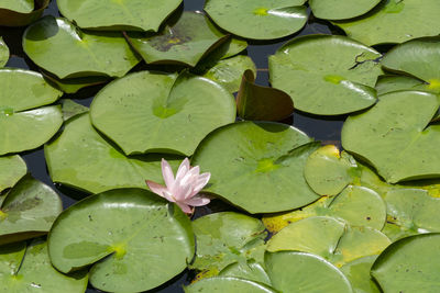 Close-up of lotus water lily in pond