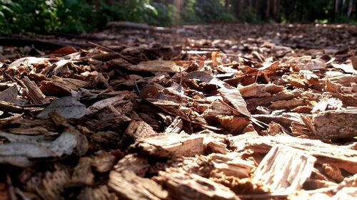 Leaves on wooden table