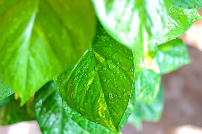 Close-up of raindrops on leaves