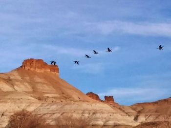 Low angle view of birds flying against sky