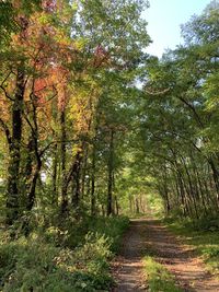 Footpath amidst trees in forest during autumn