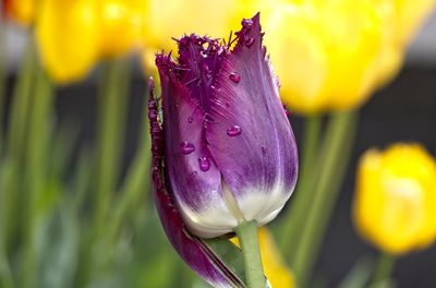 Close-up of purple flowering plant