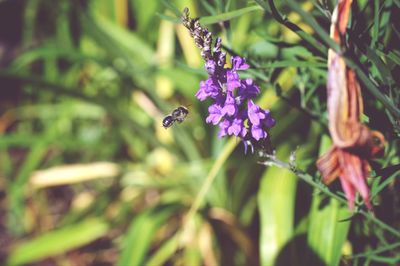 Close-up of butterfly pollinating flower