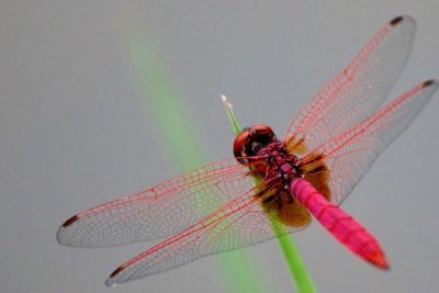 Close-up of damselfly on leaf