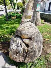 Close-up of tree trunk