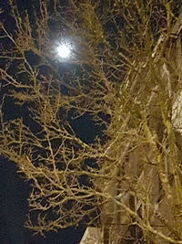 Close-up of tree against sky during winter