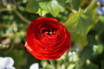 Close-up of red rose