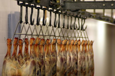 Close-up of fish hanging in row