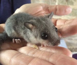 Close-up of cropped hand holding cat