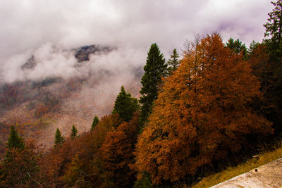 Trees in forest against sky during autumn