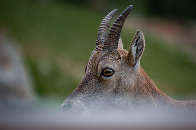 Close-up of ibex