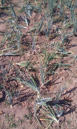 Close-up of plant growing on field