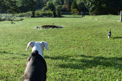 Dog in a field