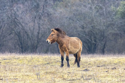 Lion standing in a field