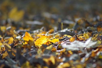 Close-up of maple leaves during autumn