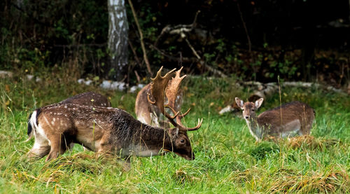 Deer on field