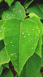 Full frame shot of wet leaf