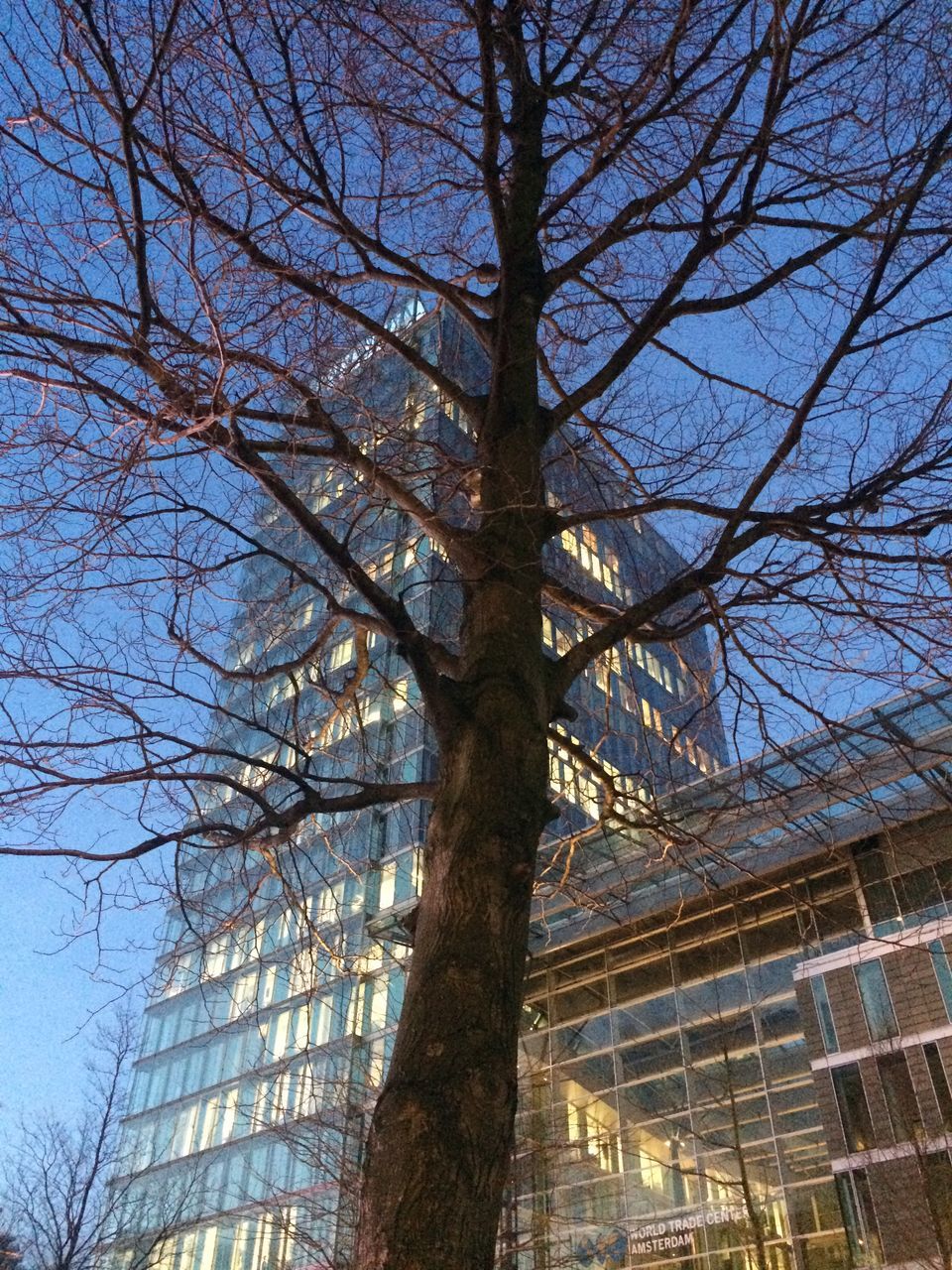 bare tree, low angle view, tree, branch, built structure, architecture, building exterior, sky, blue, day, no people, outdoors, clear sky, tree trunk, reflection, nature, building, glass - material, growth, city