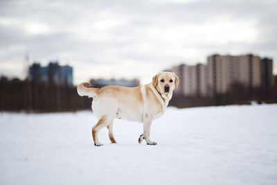 Portrait of dog standing in snow