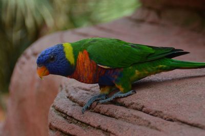 Close-up of parrot perching on leaf