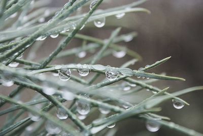 Close-up of water drops on plant during winter