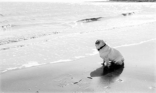 Dog on beach