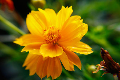 Close-up of yellow flower blooming outdoors