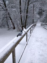 Snow on railing against bare trees during winter