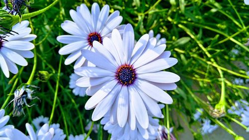 High angle view of insect on white flower