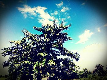 Low angle view of trees against sky