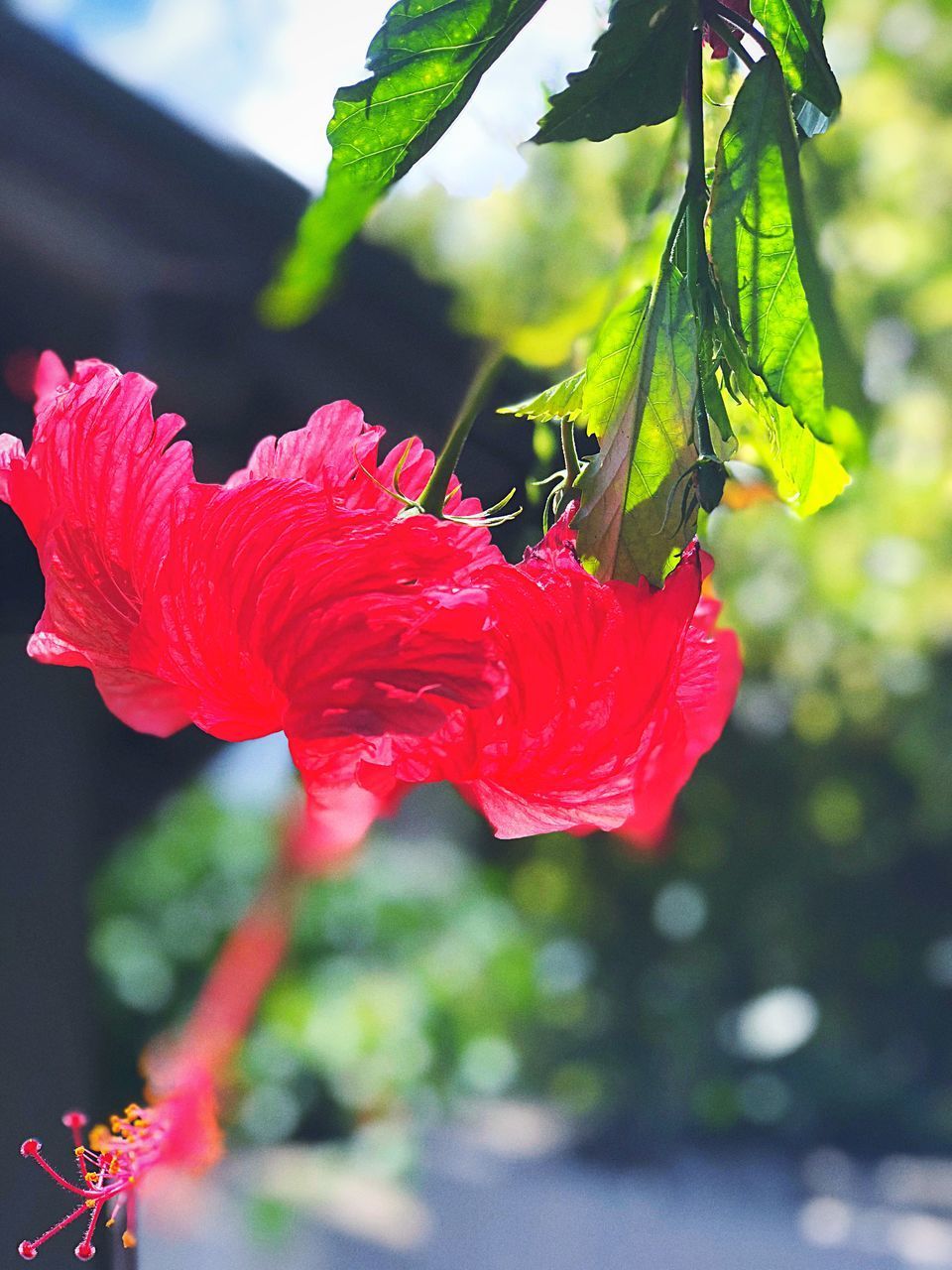 CLOSE-UP OF RED HIBISCUS PLANT