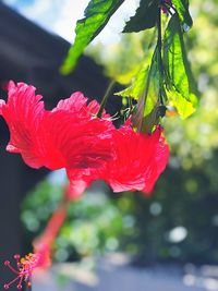 Close-up of red hibiscus flower