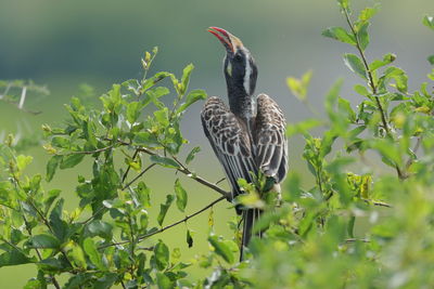 An african grey hornbill female 