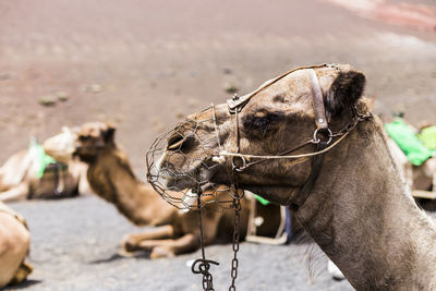 Side view of a horse