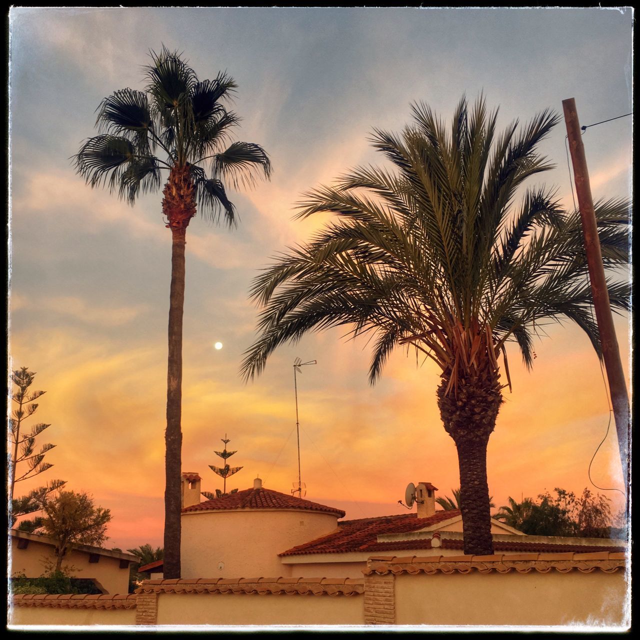 PALM TREES BY SWIMMING POOL DURING SUNSET