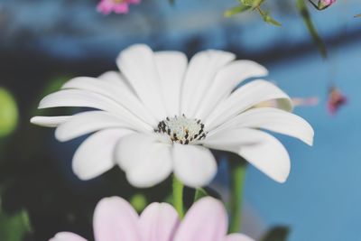 Close-up of insect on flower