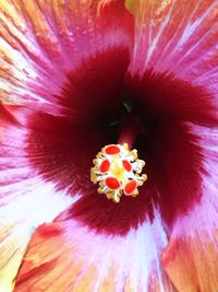 Full frame shot of hibiscus