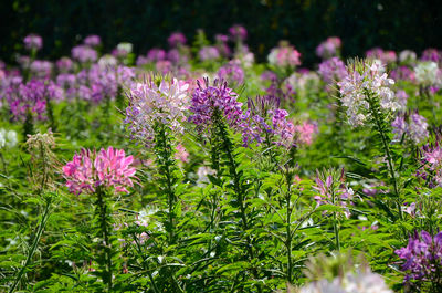 Close-up of purple flowering plants on field