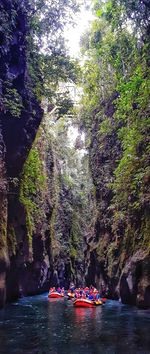 Scenic view of river in forest