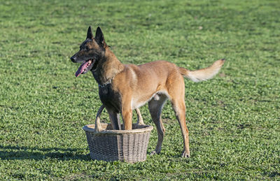 Portrait of dog in basket