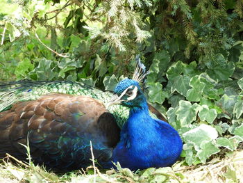 Close-up of a peacock