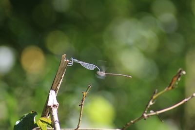 Close-up of bird flying