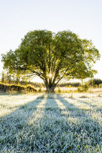 Trees on field against clear sky