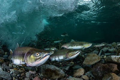 Pink salmon's run in rausu, hokkaido , japan